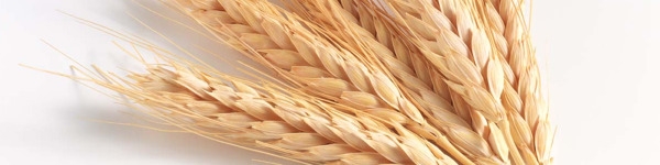 هند خواستار اعلام موضع ایران برای واردات ۳میلیون تن گندم از این کشور شد