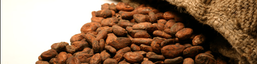 کاکائو - Cocoa