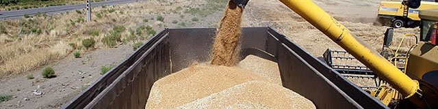 خرید تضمینی گندم به مرز ۶.۴ میلیون تن رسید