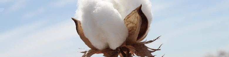 کاهش بهای پنبه در بازار های جهانی و افزایش سطح ذخایر انبارها