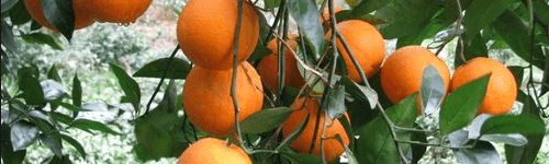 به ازای هر ایرانی سالانه 45 کیلوگرم مرکبات تولید می‌شود