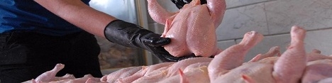 عرضه گوشت مرغ با اقساط دو ماهه به کارکنان دولت در اردبیل