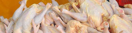 عدم تامین به موقع به گرانی مرغ دامن زد