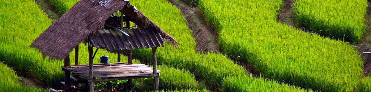 افزایش تولید جهانی برنج در سالجاری