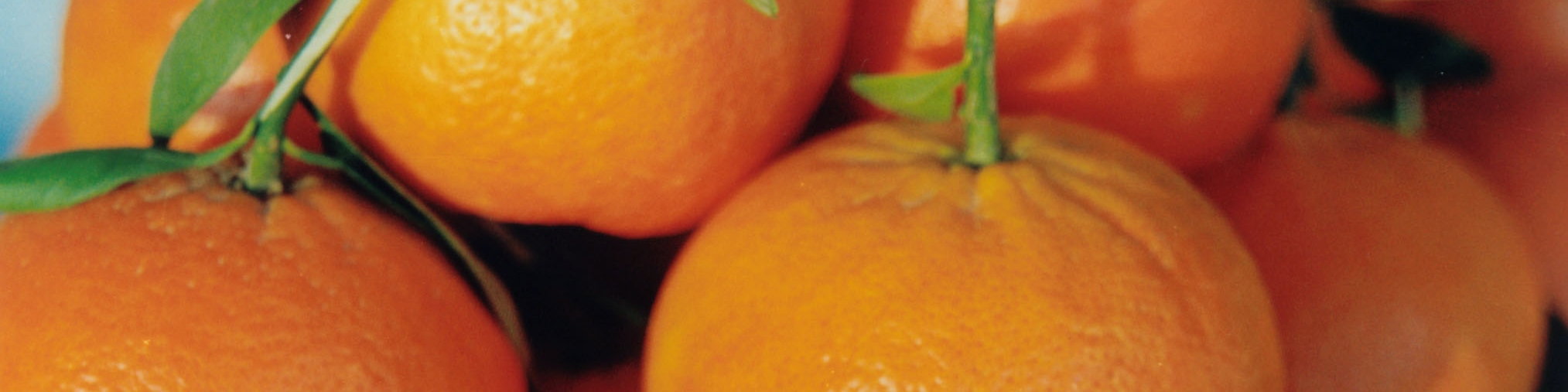 صادرات نارنگی پاکستان به 350000 تن خواهد رسید