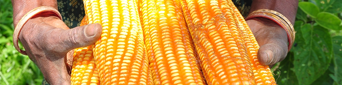 کاهش تولید محصول ذرت در کشورهای جنوب آفریقا