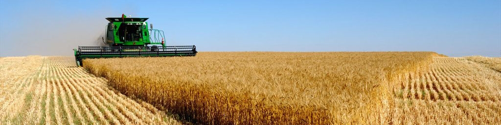 ضایعات گندم در گلستان معادل کل بودجه عمرانی استان است