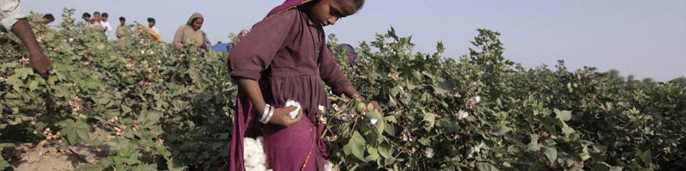 آغاز کشت نشایی پنبه از سال زراعی آینده در کشور