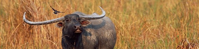 توافق پوتین و موکرجی برای صادرات گوشت بوفالوی هندی به روسیه