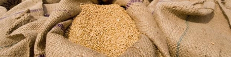 امسال گندم وارد نمی‌شود