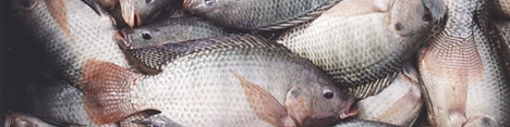 تولید ۷۳ هزار تن انواع ماهی در مازندران