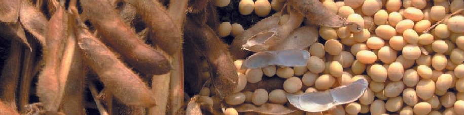 پیش‌بینی واردات «دانه سویا» ایران در سال زراعی جاری