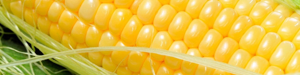 لزوم هماهنگی همه دستگاه‌ها برای اجرای قیمت تضمینی ذرت خوزستان