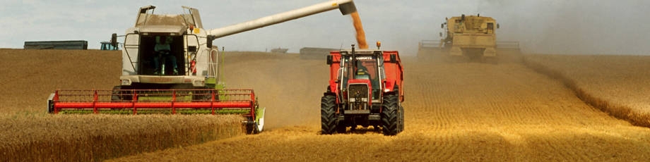 آخرین گزارشات از بازار جهانی غلات