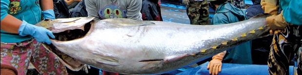 افزایش صادرات محصولات کشاورزی ویتنام