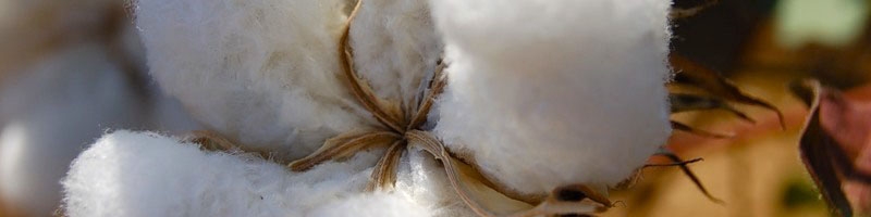 راهکار موثر خروج واحدهای ریسندگی از بحران پنبه