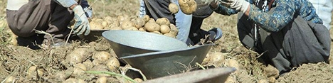 گلایه‌های سیب‌زمینی کاران به جایی نرسید