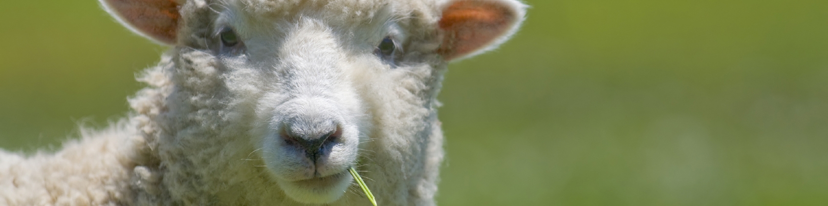 پیش بینی قیمت گوسفند زنده در عید قربان/ خروج دام از کشور متوقف شد