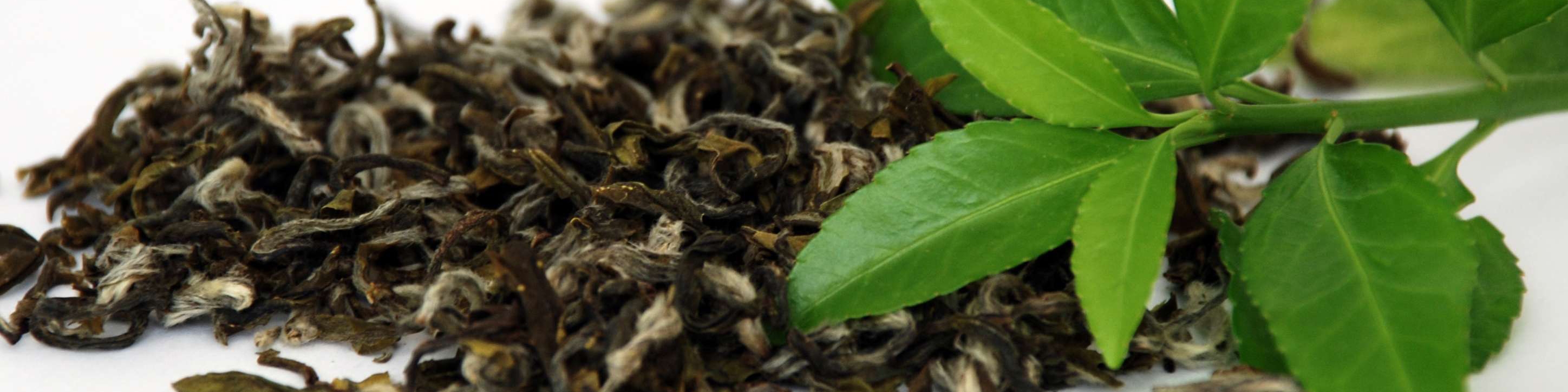 تولید 140 هزارتن چای ایرانی/پرداخت مطالبات چایکاران قبل از رسیدن فصل سرما