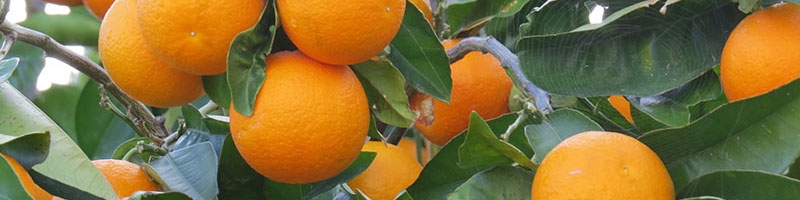 سیاست صادرات پرتقال و نارنگی به نفع ملی و تولید‌کنندگان است