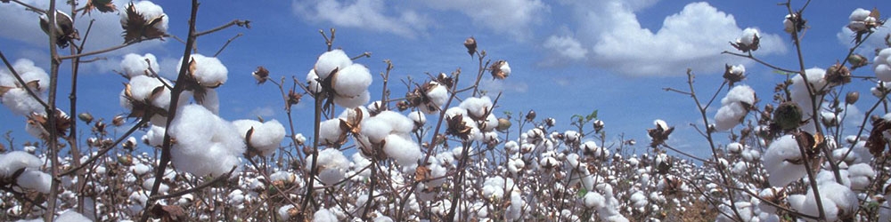 کاهش قیمت پنبه و آغاز خرید تضمینی