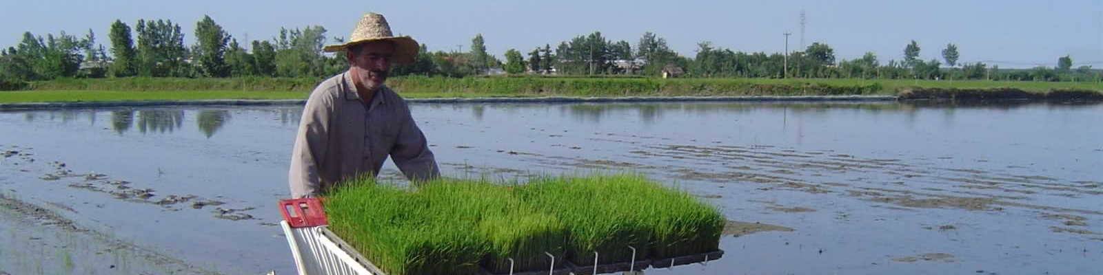 دورنمای بازار جهانی برنج در سال 2017