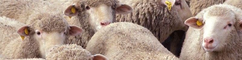 اجرای طرح تضمین کیفیت محصولات صادراتی دامی به روسیه