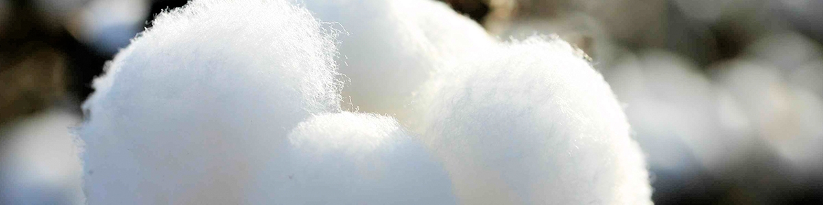 سایت الگویی تولیدی و ترویجی پنبه در خراسان شمالی اجرا می‌شود