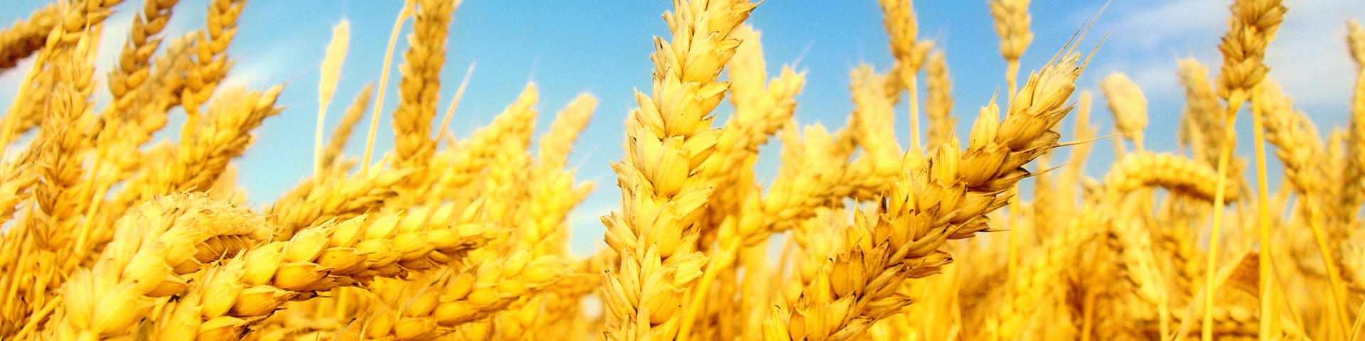 ادعای پایین بودن گلوتن گندم ایرانی بهانه برای واردات است