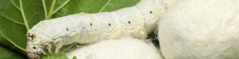 برداشت پیله تر ابریشم در گالیکش آغاز شد؛ پیش بینی تولید 26 تن