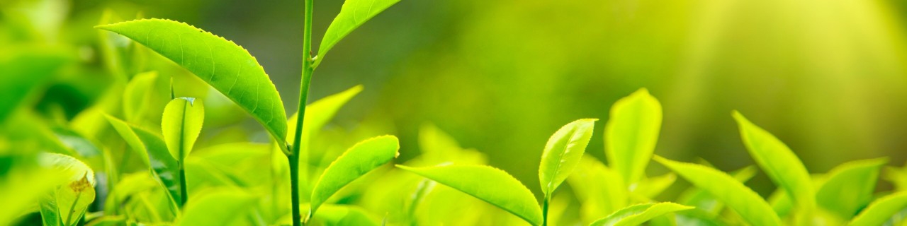 خرید تضمینی ۴۳ هزار تن برگ سبز چای