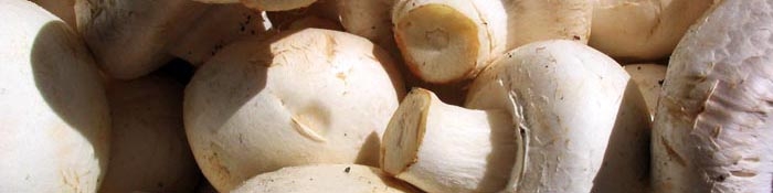 نرخ انواع قارچ درجه یک در بازار