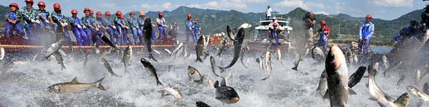 افزایش قابل توجه واردات دانه سویا توسط چین