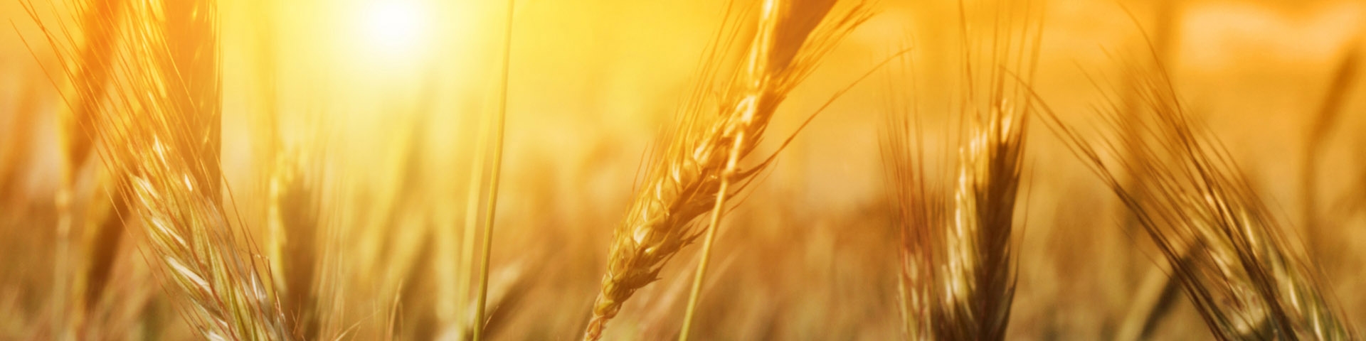 استفاده از ظرفیت بورس کالا برای صادرات گندم مازاد داخلی