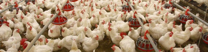 تغییر قیمت نهاده‌ها دلیل اصلی نوسان قیمت مرغ