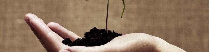 تنظیم بازار و نقش دولت‌