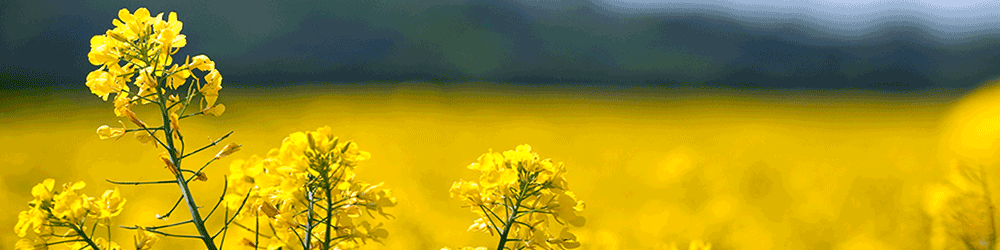 خرید ۱۲۵ هزارتن کلزا