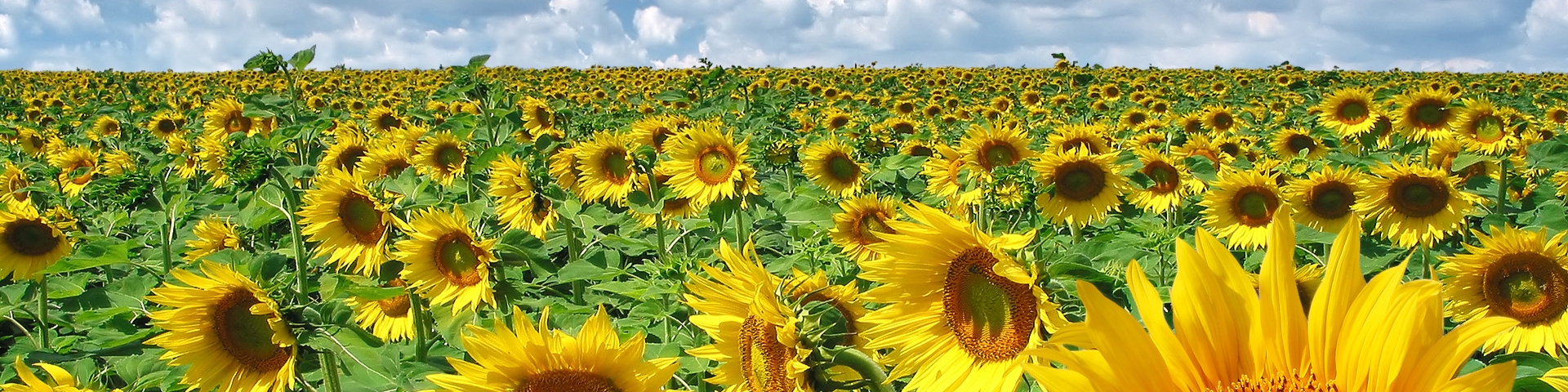 واردات تخمه آفتابگردان از مرز ۱۰۰ هزار تن گذشت