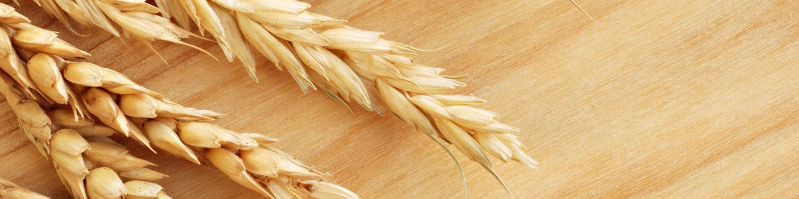 شرح حال گندم در سال 96