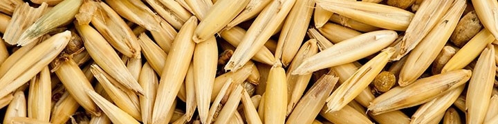 داعش سالانه 2 میلیون تن گندم و جو عراق را نابود کرده است