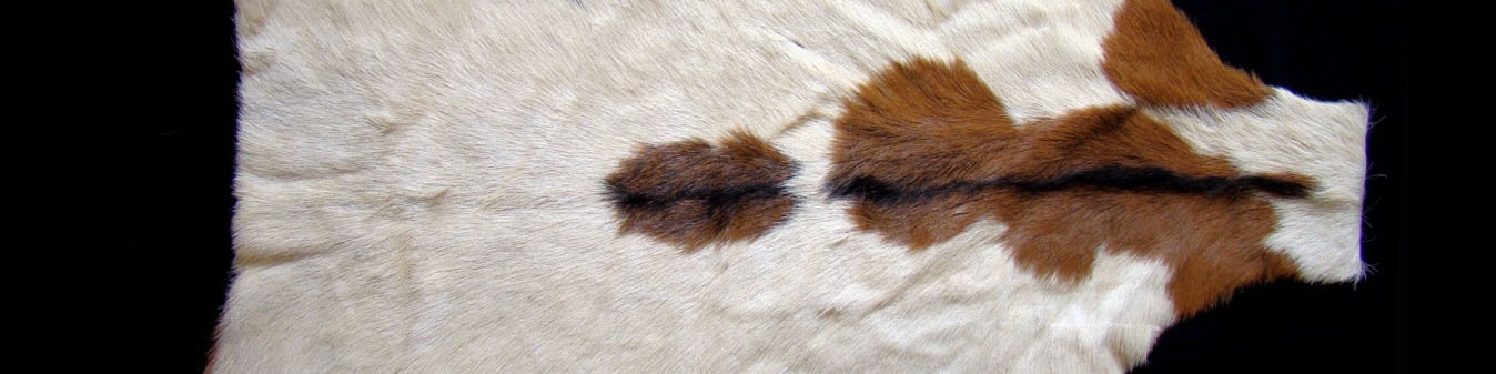 ایتالیا و اسپانیا مشتریان اصلی پوست گوسفند ایرانی