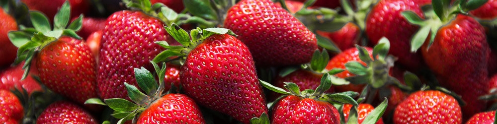 کشت دائمی توت‌فرنگی در کردستان