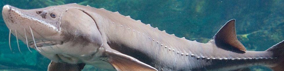 تولید آبزیان در برنامه ششم به 1/5 میلیون تن می‌رسد