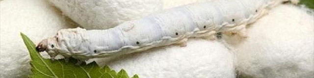 پیش‌بینی تولید ۷۰ تن نخ ابریشم خالص از نوغانداری گیلان