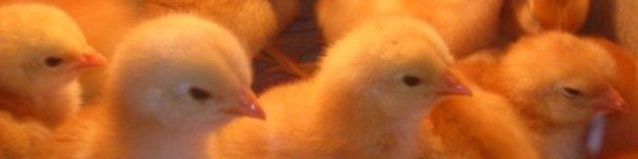 جزئیات عرضه جوجه یکروزه در بورس کالا