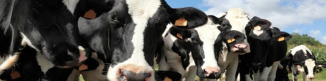 بازار نهاده‌های دامی تکان خورد/ جو ٤٠ درصد گران شد