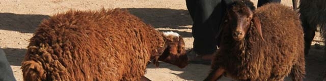 رییس اتحادیه: کمبود دام!