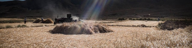 خرید تضمینی گندم به ۸.۴ میلیون تن رسید/رشد ۲۹۰درصدی خرید کلزا