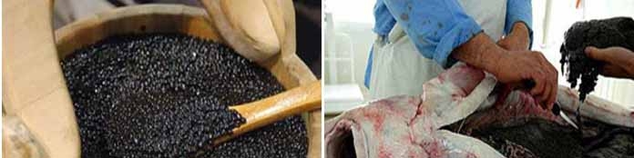 صادرات ۴۱۲ میلیون دلاری آبزیان