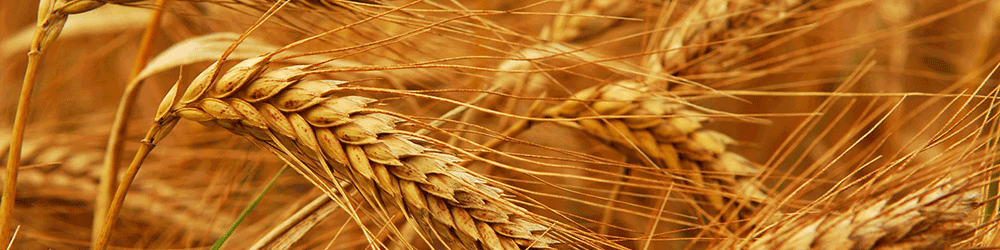 عرضه گندم براساس سیاست قیمت تضمینی در بورس کالا / حذف دلالان و سفته بازان از بازار سنتی